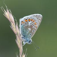 Common Blue 4 